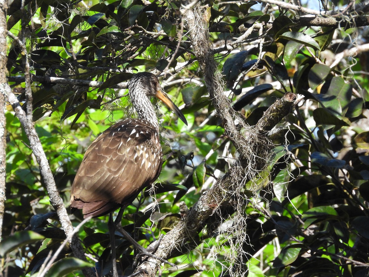 Limpkin - ML614534028