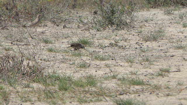 Oriental Skylark - ML614534073