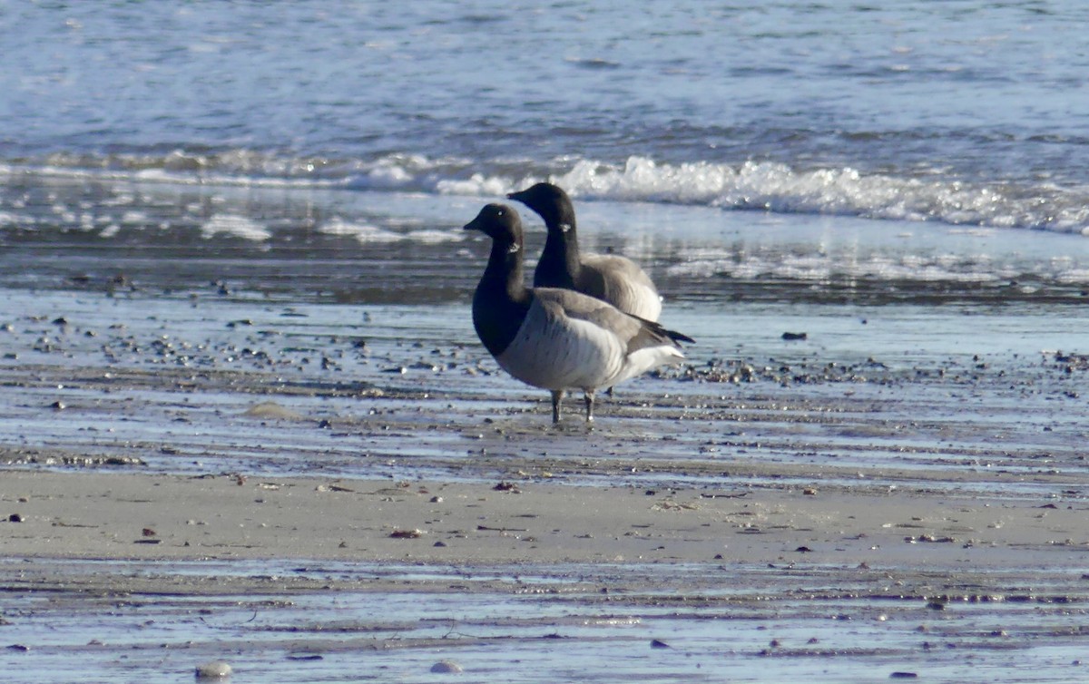 Brant - ML614534090