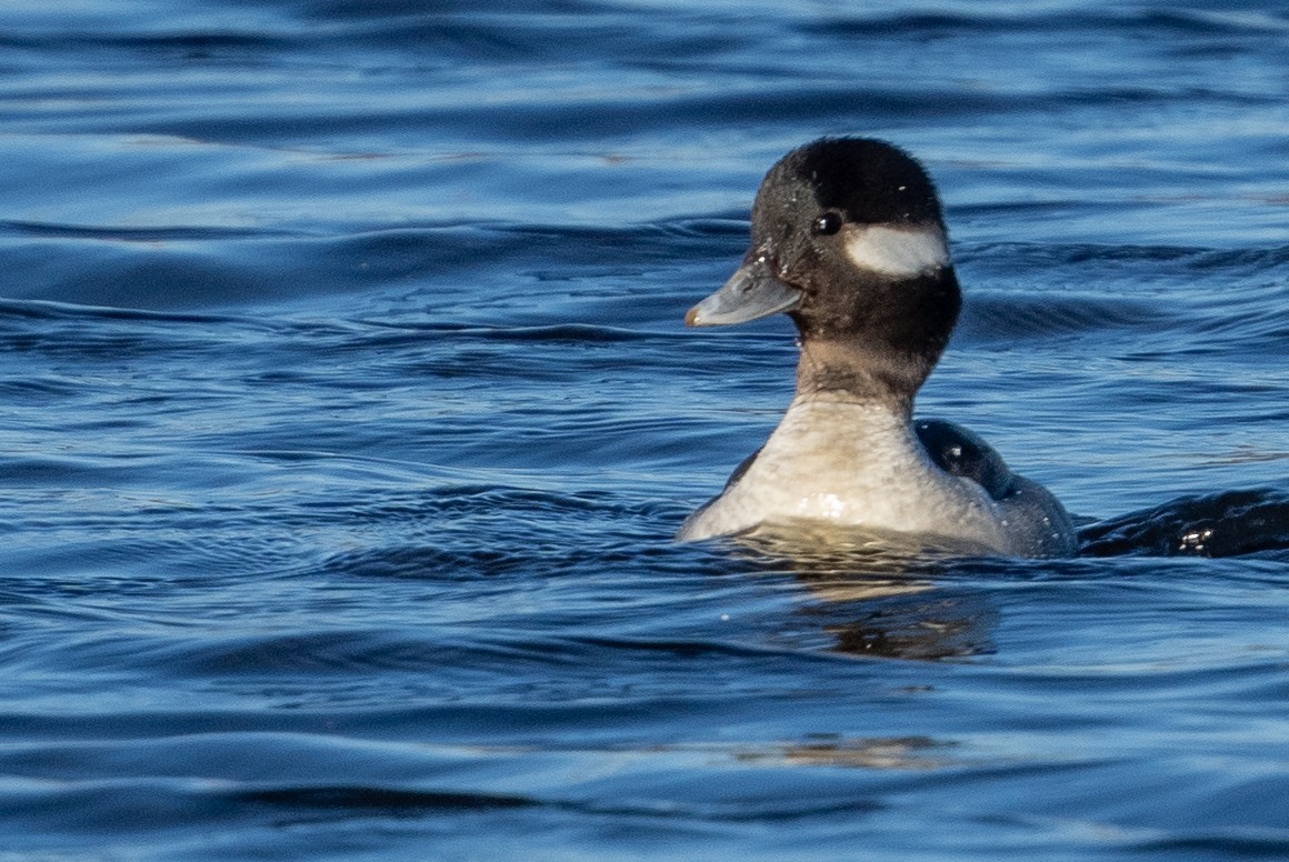 Bufflehead - ML614534139