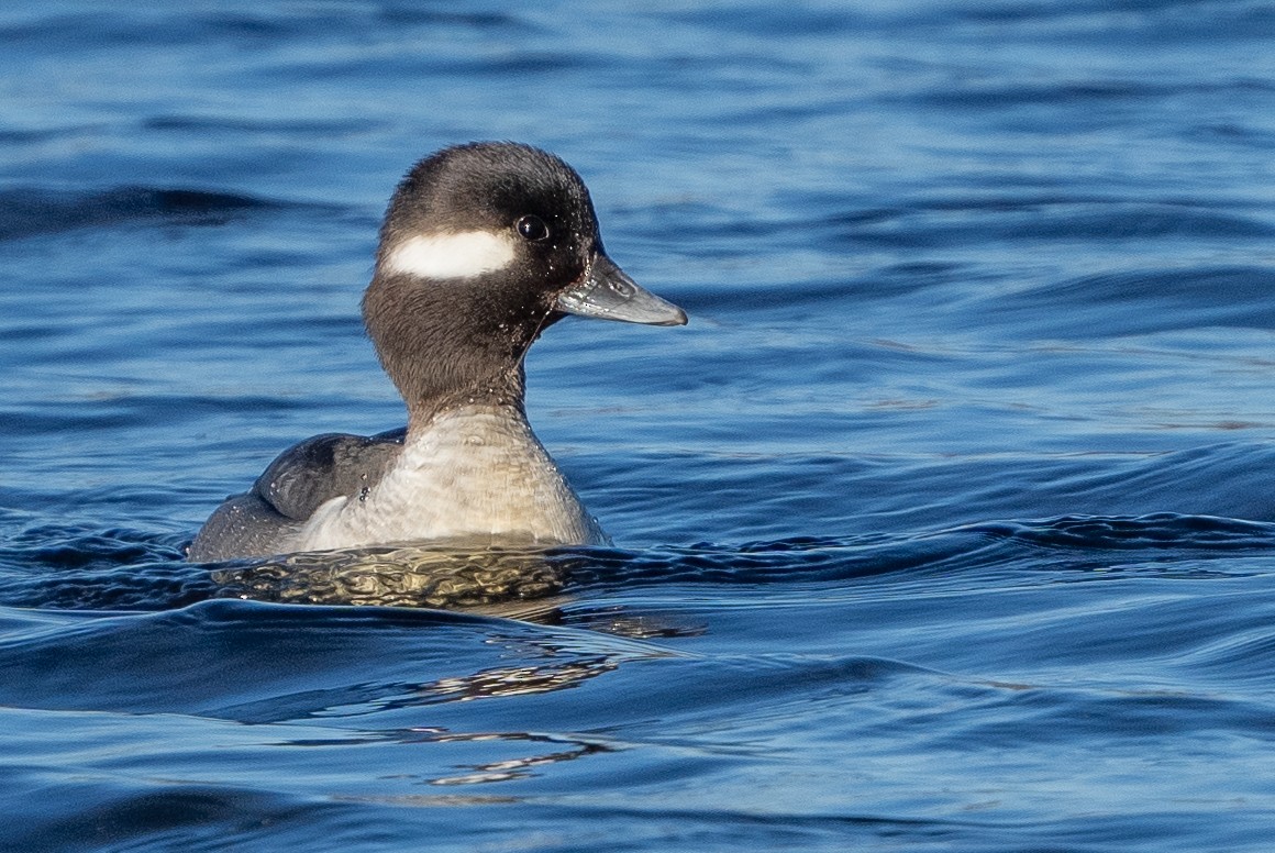 Bufflehead - ML614534140