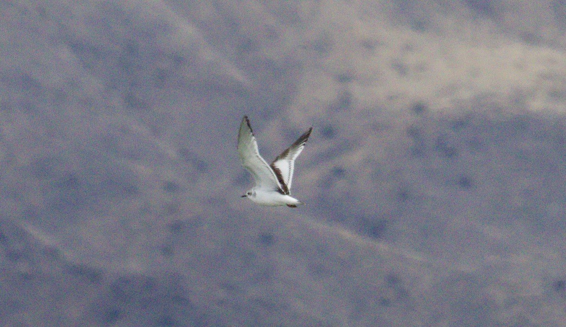 Mouette pygmée - ML614534294