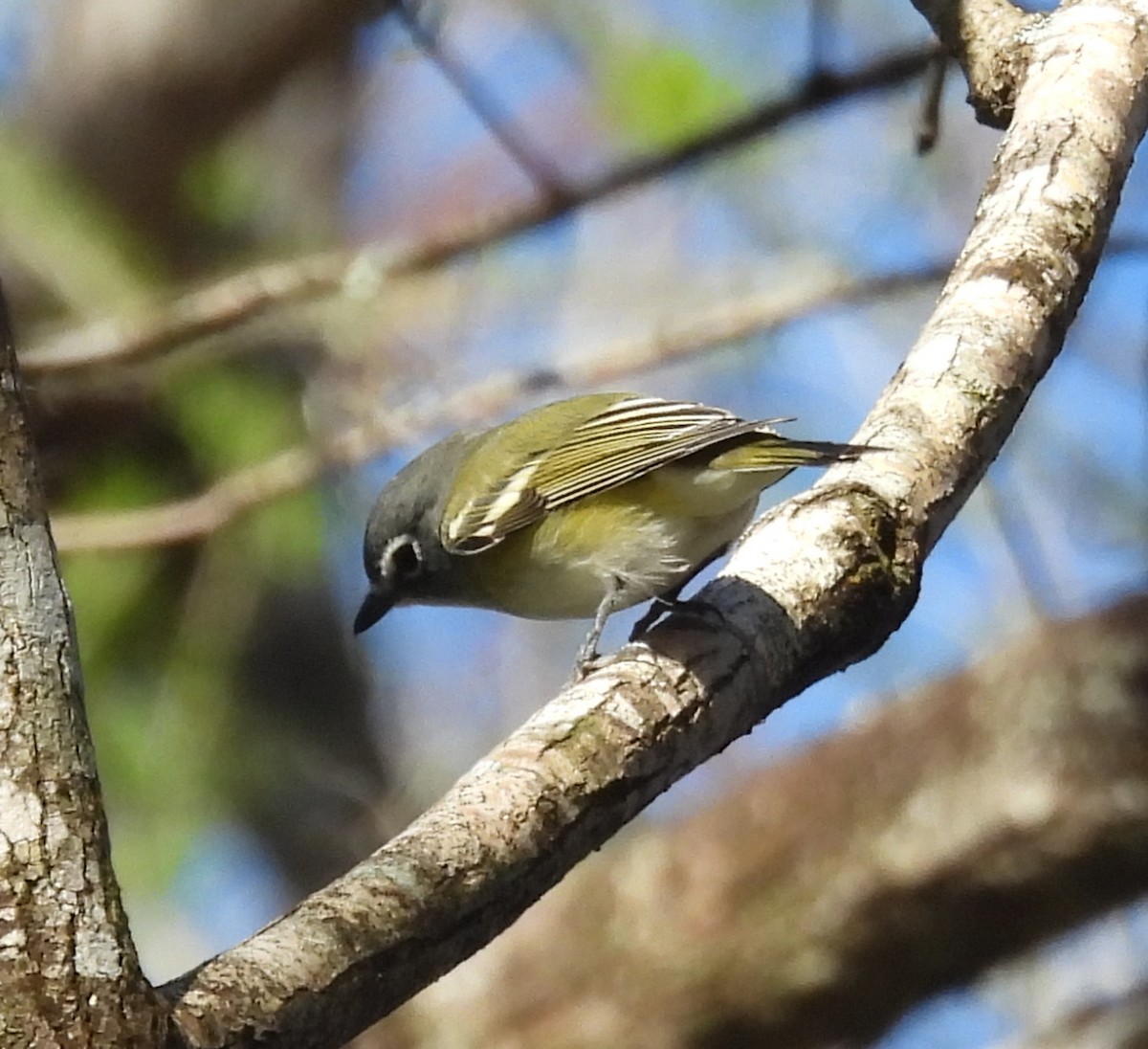 Blue-headed Vireo - ML614534381