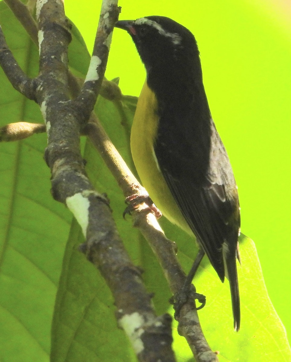 Bananaquit - ML614534394