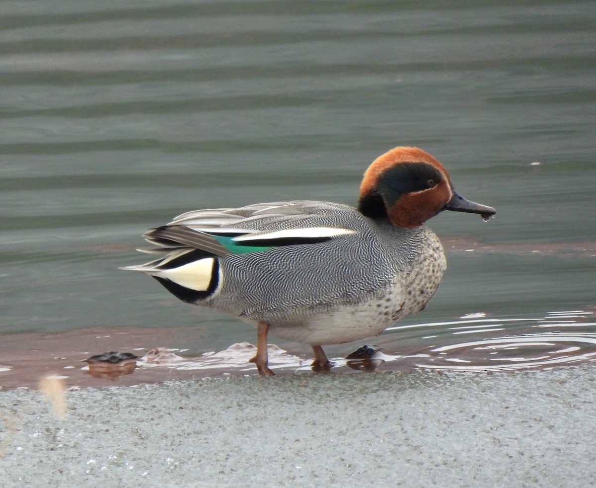 Green-winged Teal (Eurasian) - Young Gul Kim