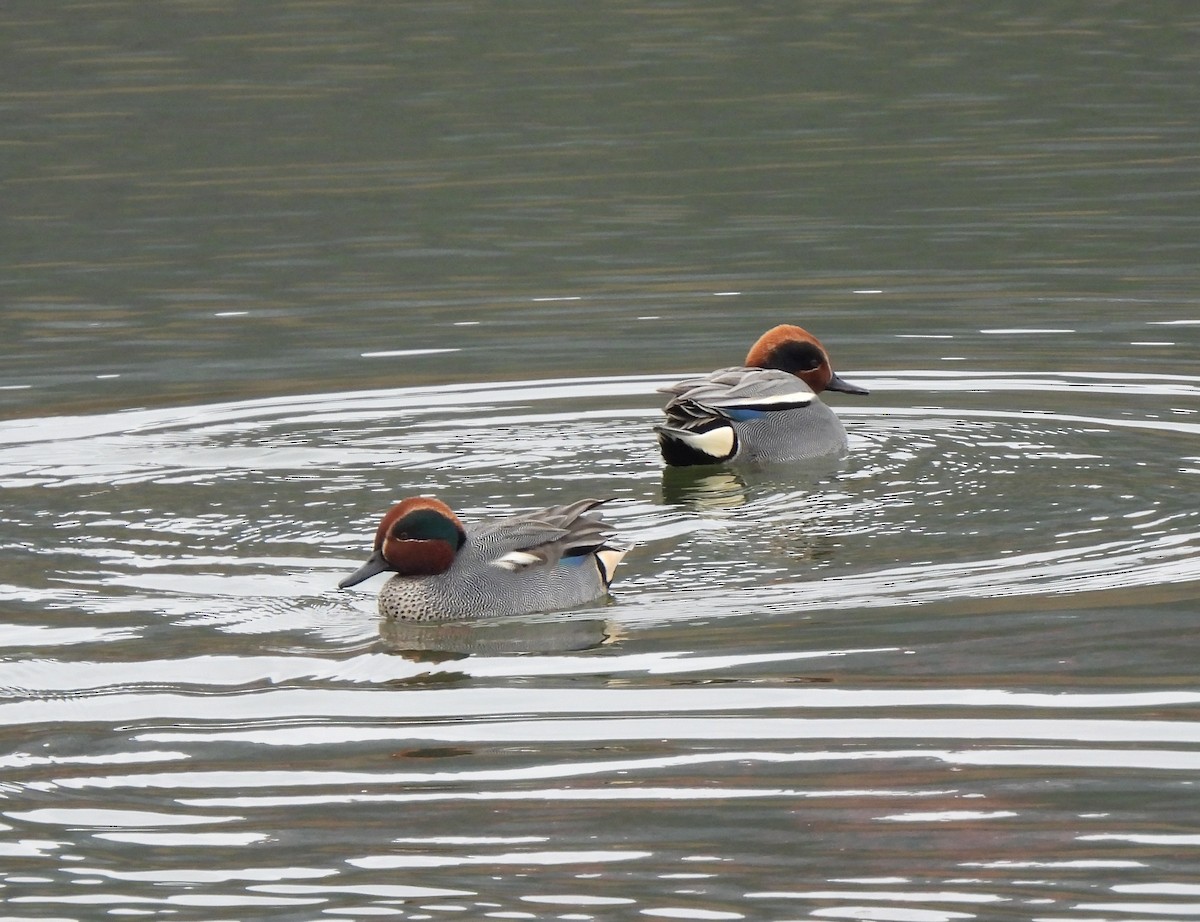 Green-winged Teal (Eurasian) - ML614534409