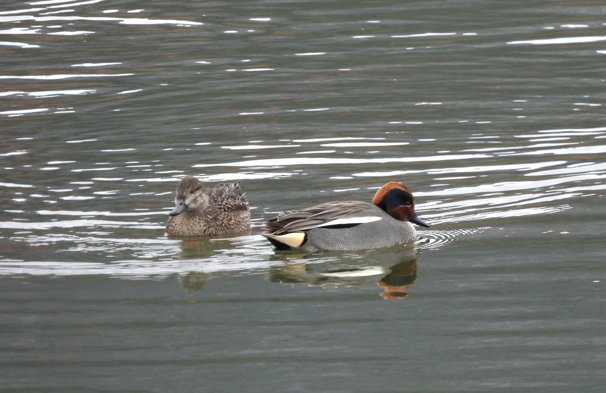 Green-winged Teal (Eurasian) - ML614534411