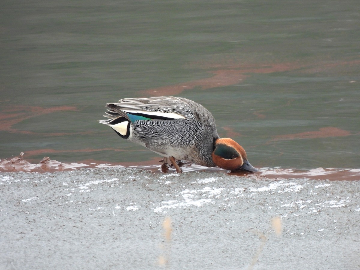 Green-winged Teal (Eurasian) - ML614534412