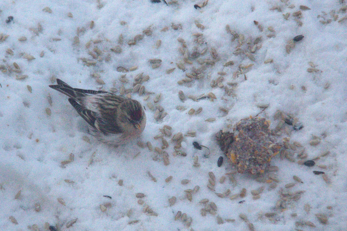 Hoary Redpoll - ML614534433