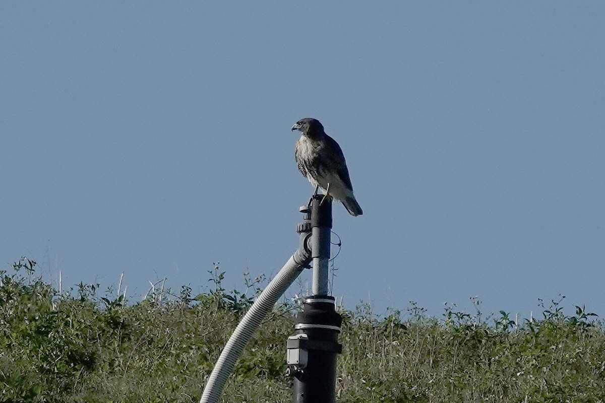 Red-tailed Hawk - ML614534437