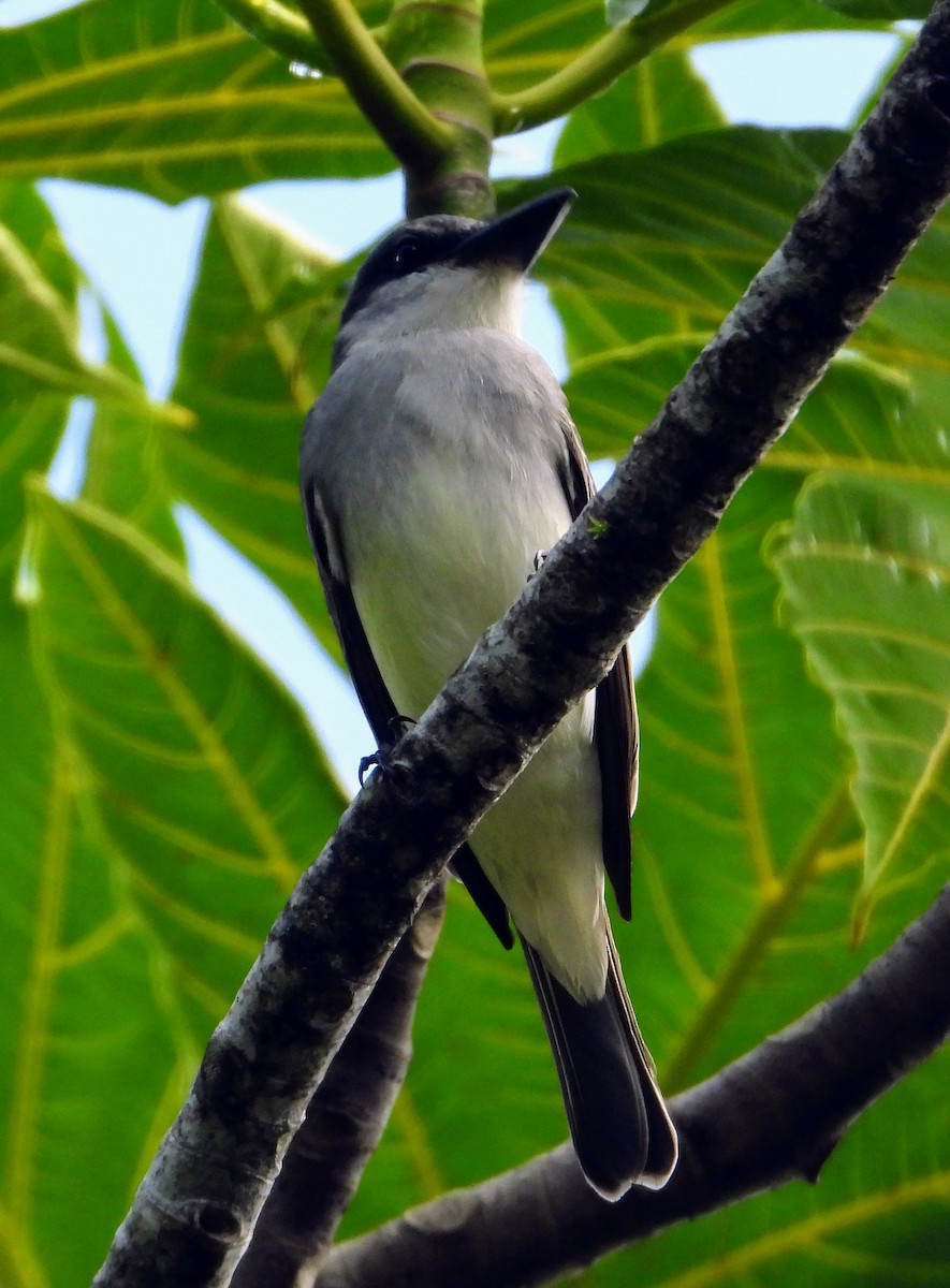 Gray Kingbird - ML614534452