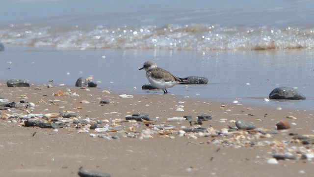 Kentish Plover - ML614534539