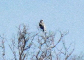 Rough-legged Hawk - ML614534552