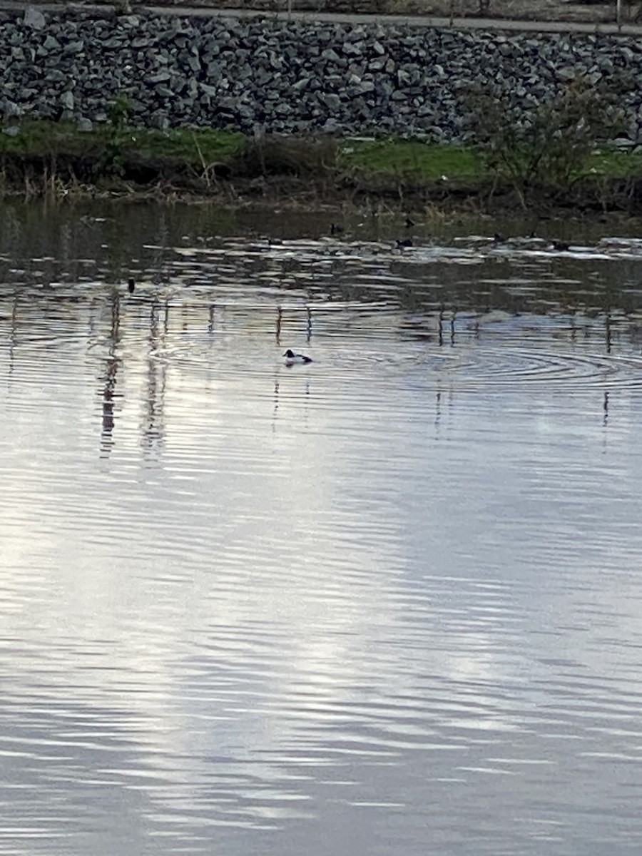 Common Goldeneye - Jane Bork