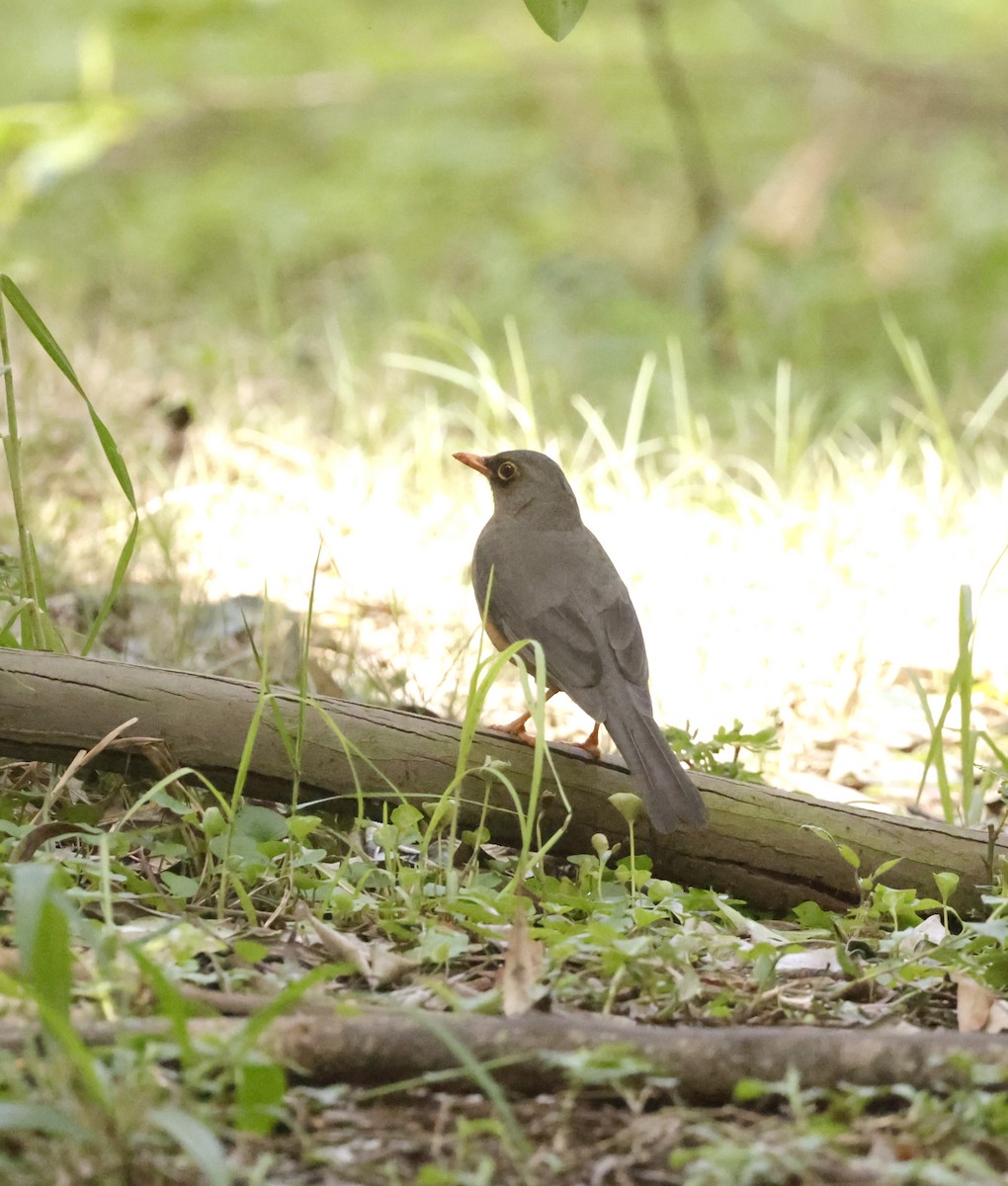 Abyssinian Thrush - ML614534693
