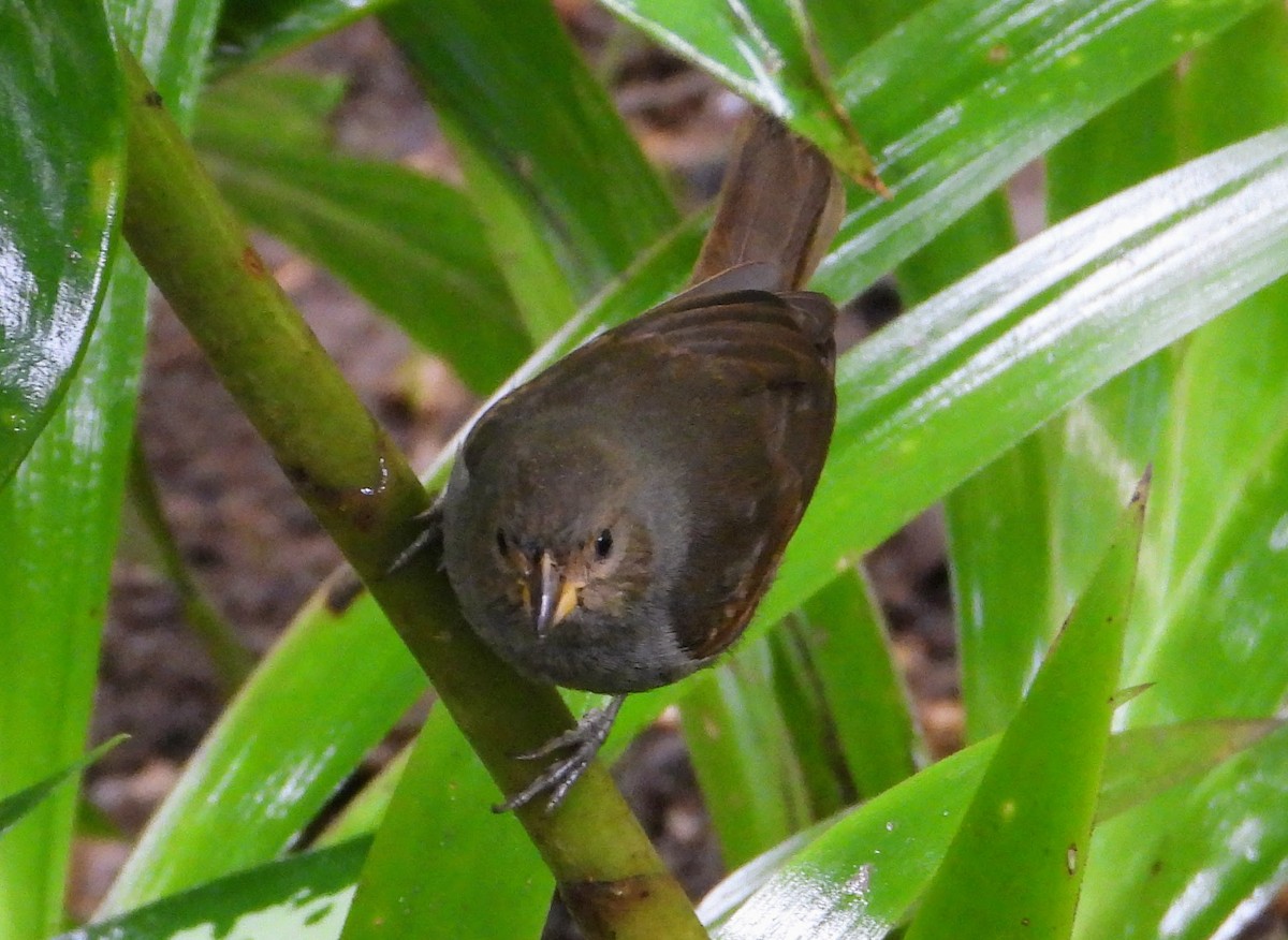 Lesser Antillean Bullfinch - ML614534724