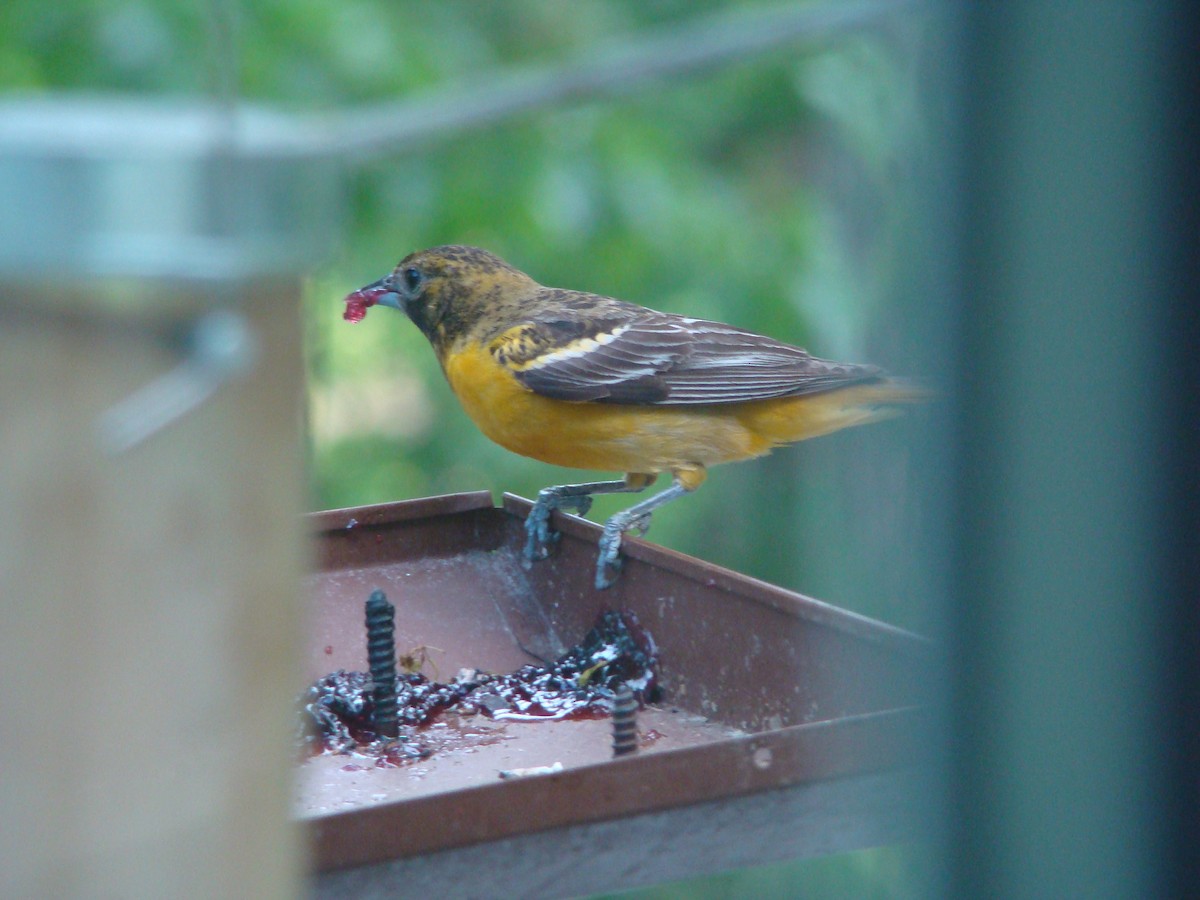 Baltimore Oriole - Peggy Blair