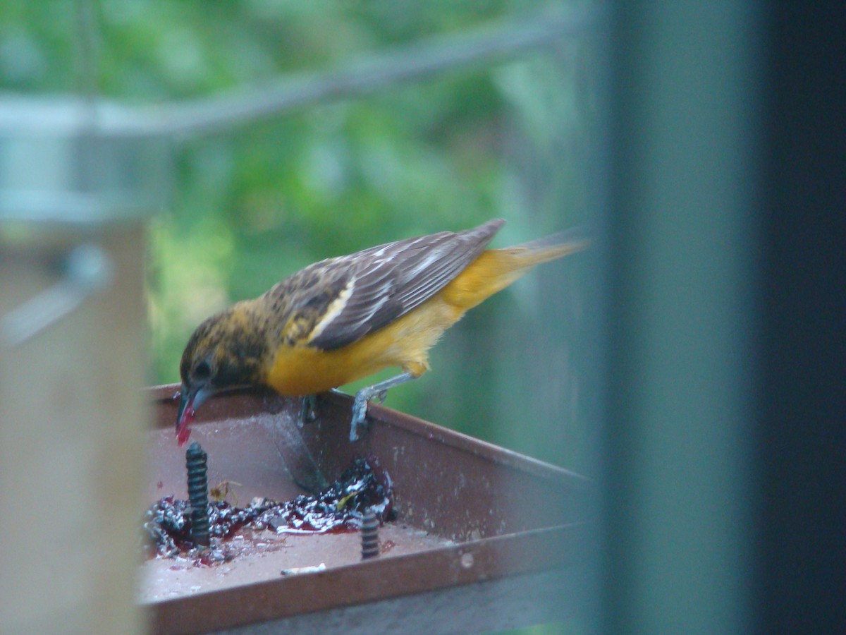 Baltimore Oriole - Peggy Blair