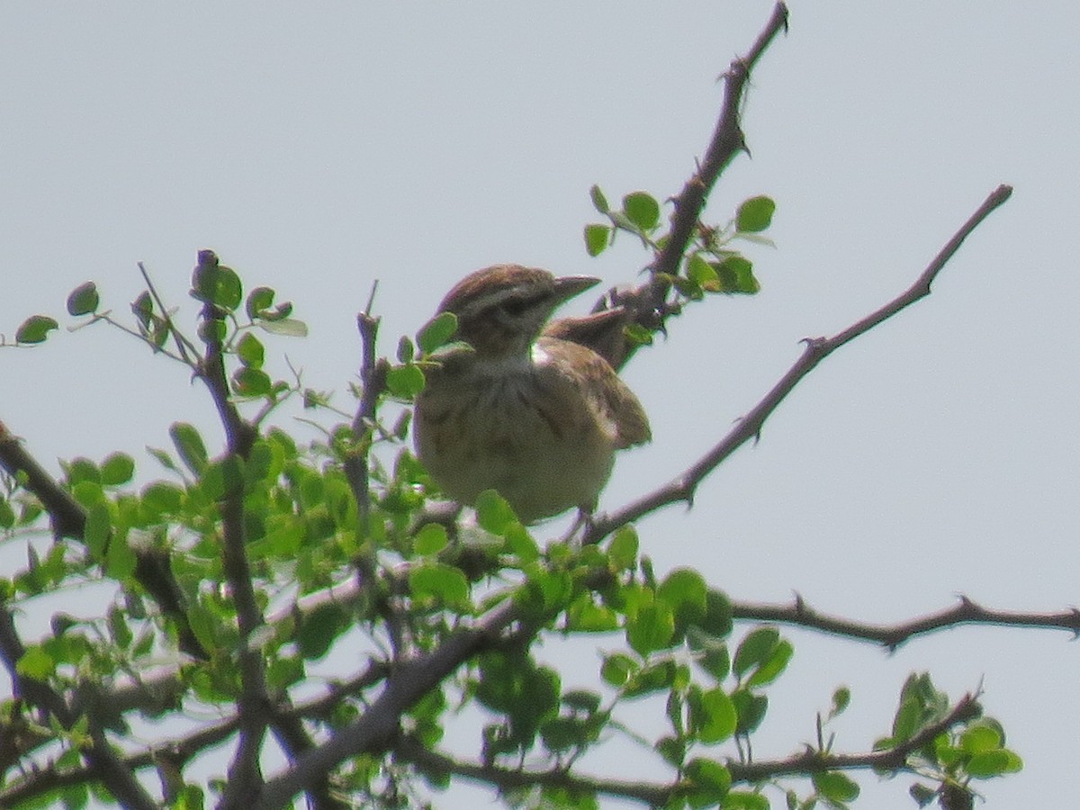 Fawn-colored Lark (Foxy) - ML614534859