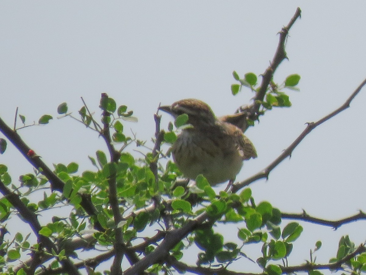 Fawn-colored Lark (Foxy) - ML614534860