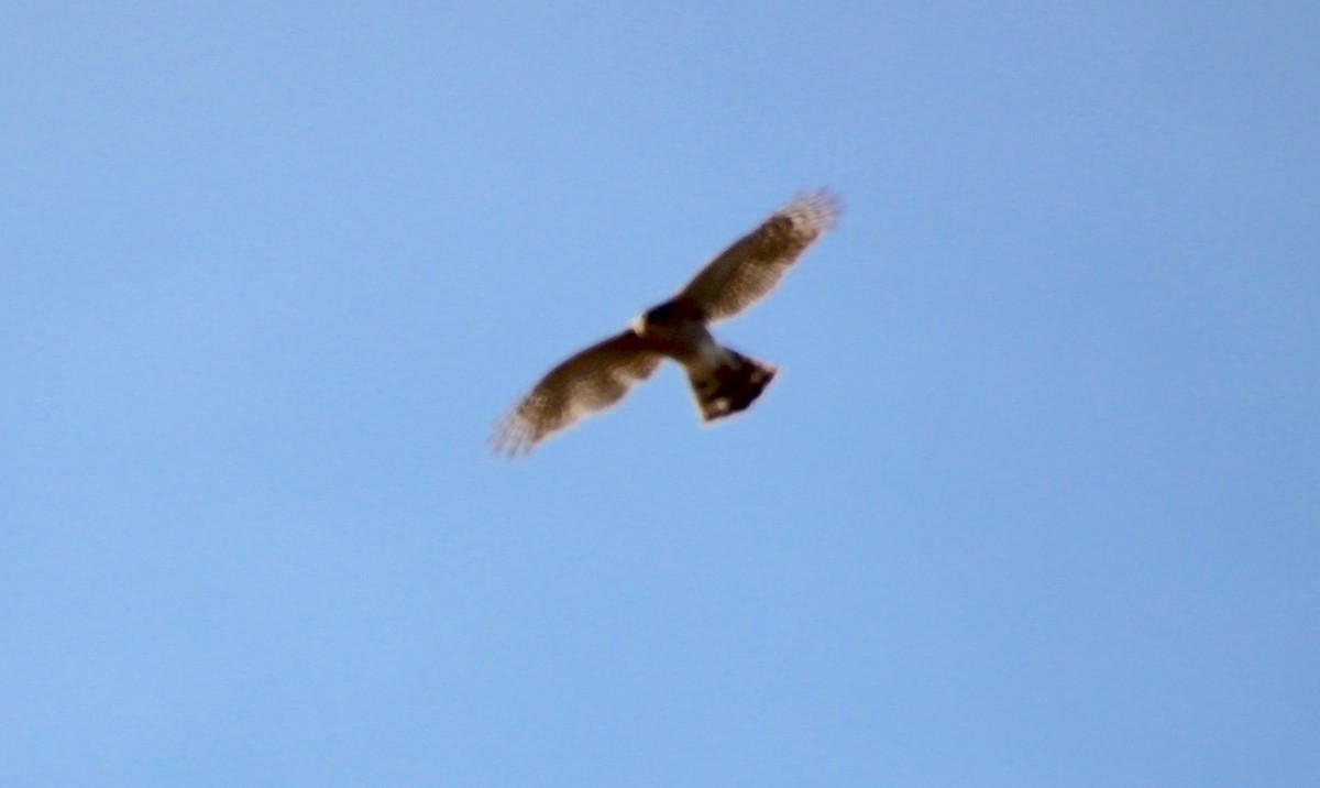 Cooper's Hawk - ML614534923