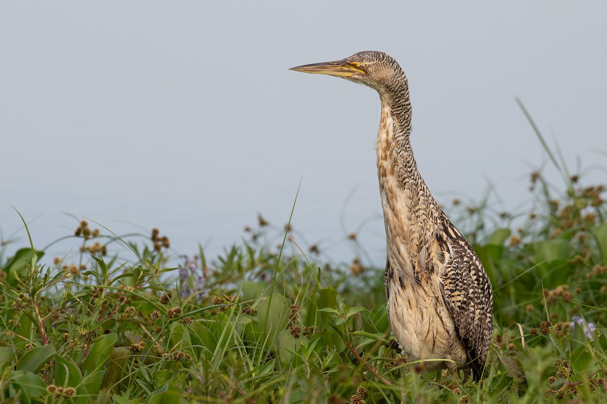 Pinnated Bittern - ML614534934