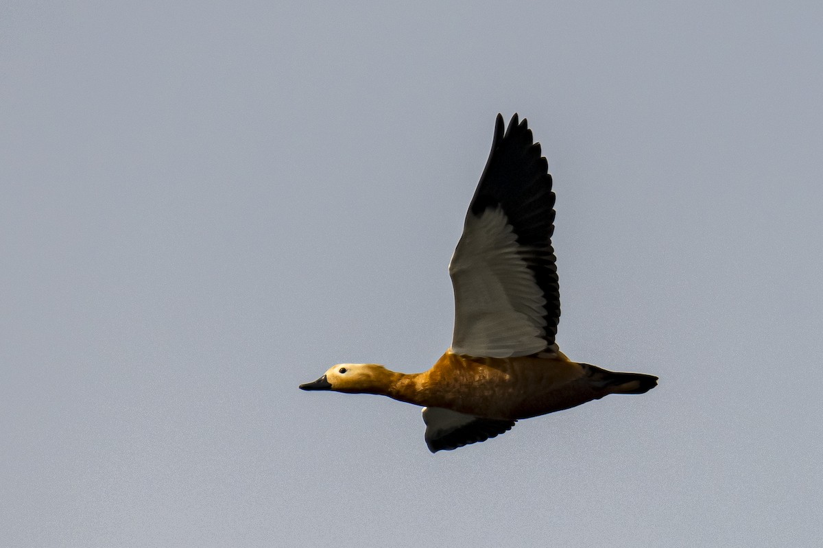 Ruddy Shelduck - ML614535007