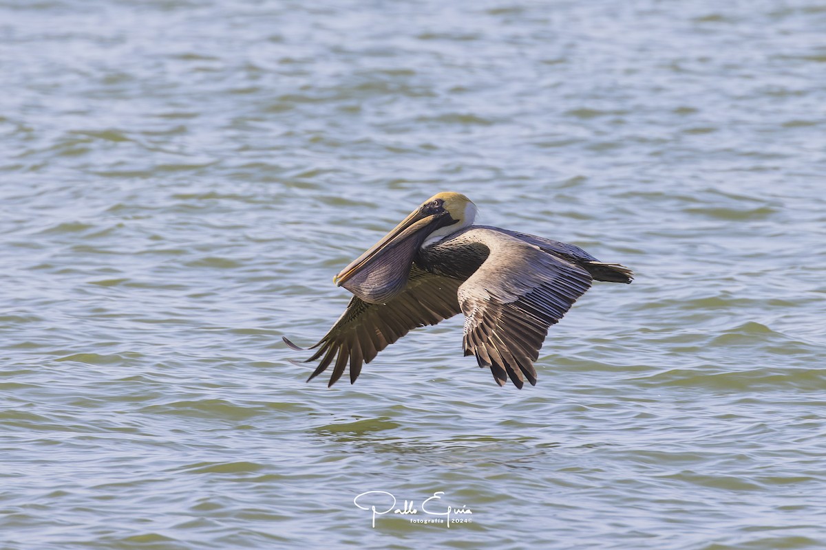 pelikán hnědý - ML614535045