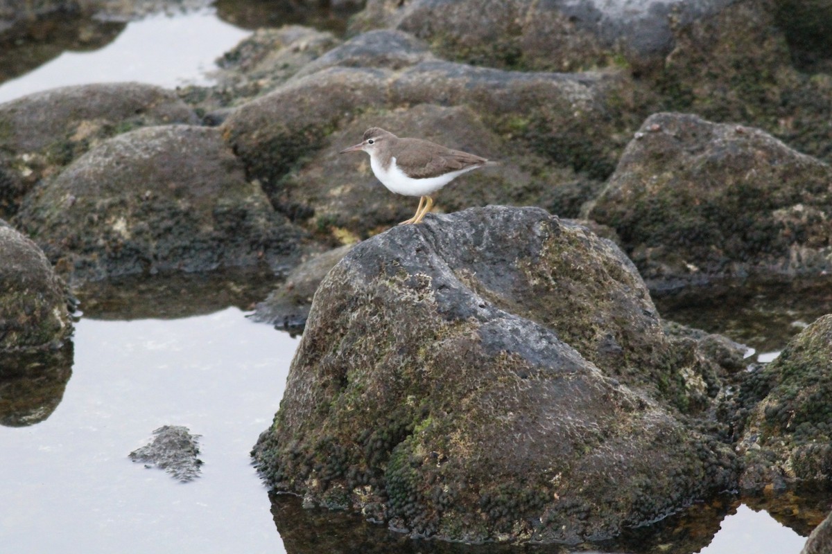 Spotted Sandpiper - Xabier Remirez