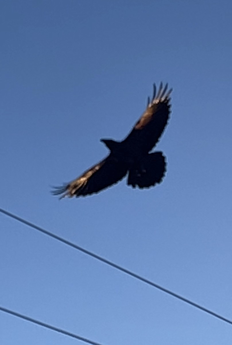 Common Raven - Al Della Bella