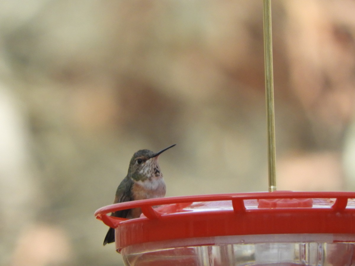 Rufous Hummingbird - ML614535106