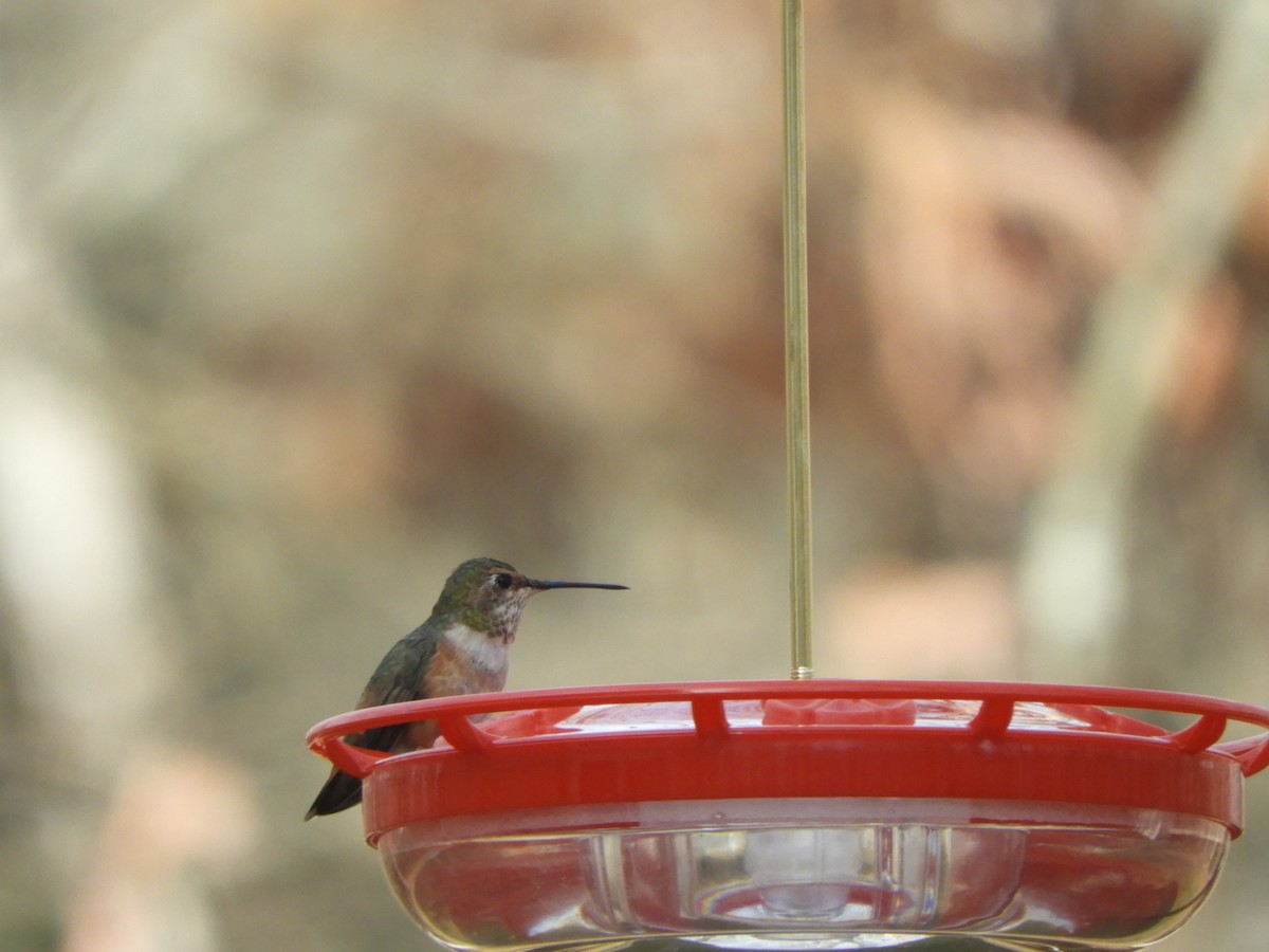 Rufous Hummingbird - ML614535108