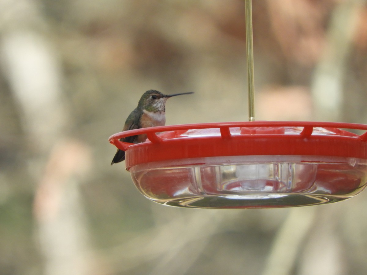 Rufous Hummingbird - ML614535109