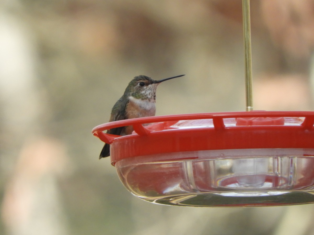 Rufous Hummingbird - ML614535110