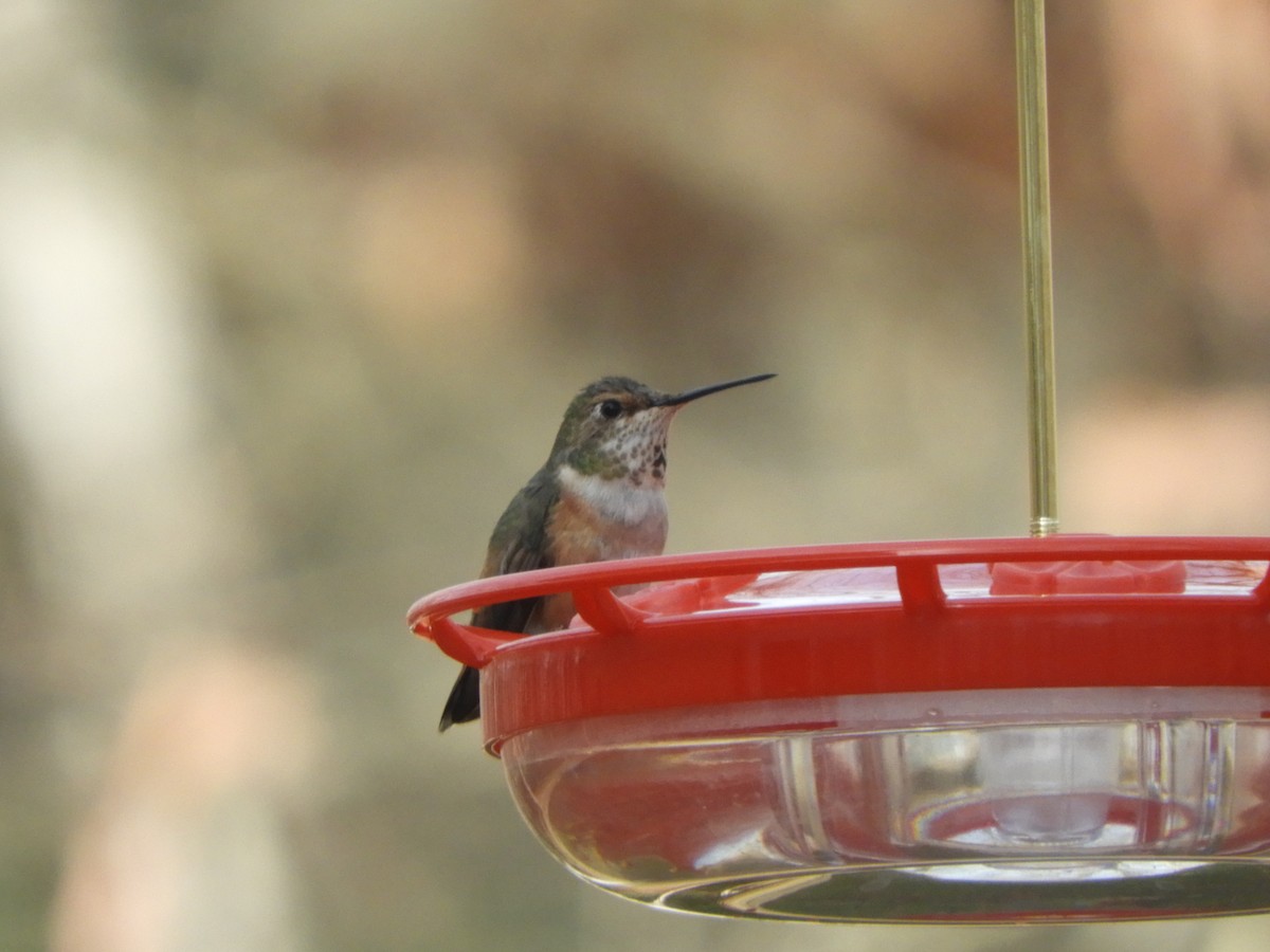 Rufous Hummingbird - ML614535111