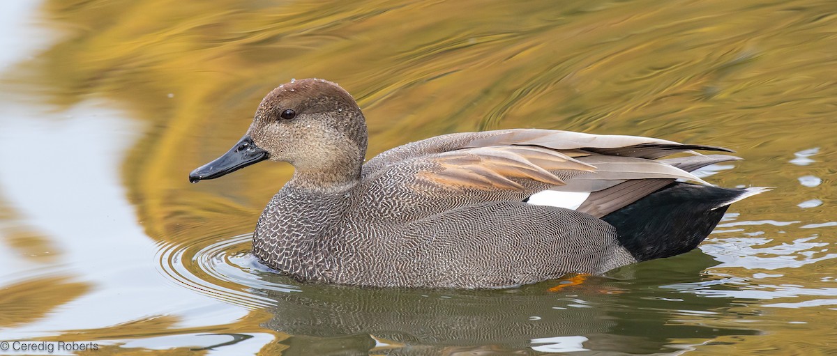 Gadwall - Ceredig  Roberts