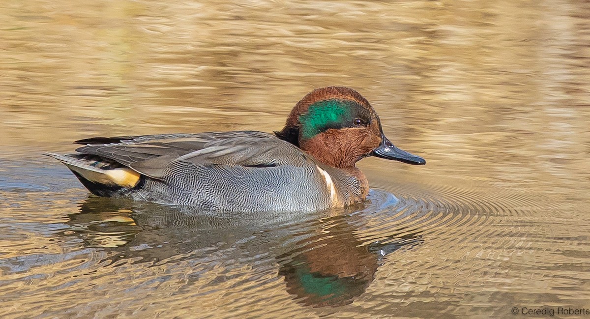 Green-winged Teal - ML614535118