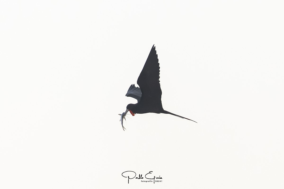 Magnificent Frigatebird - Pablo Eguia