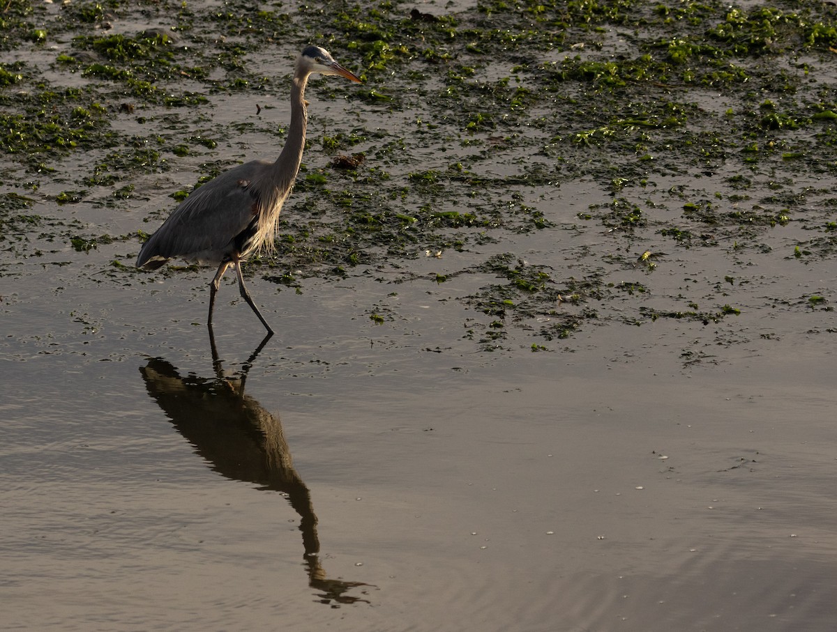 Great Blue Heron - ML614535210