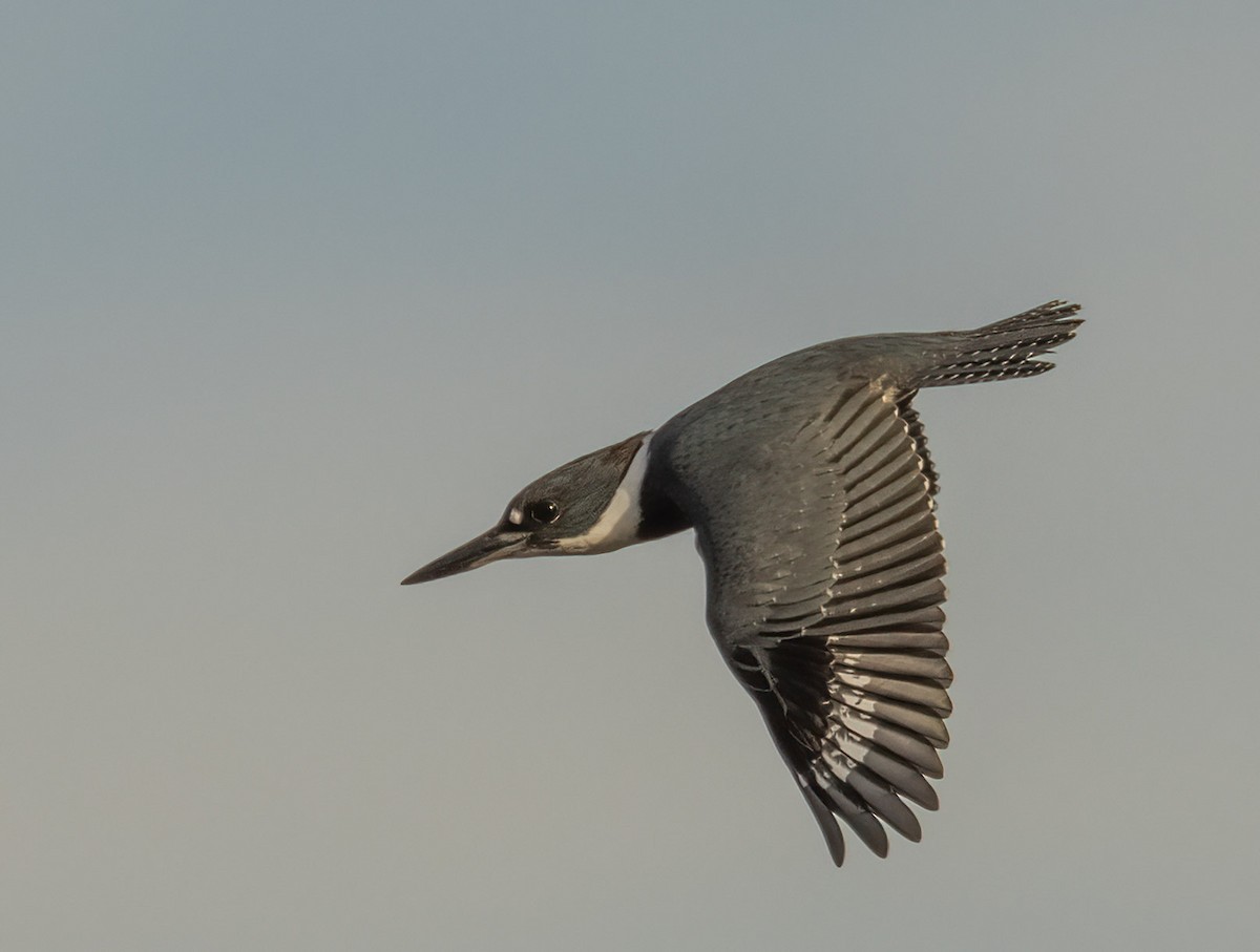 Belted Kingfisher - ML614535220