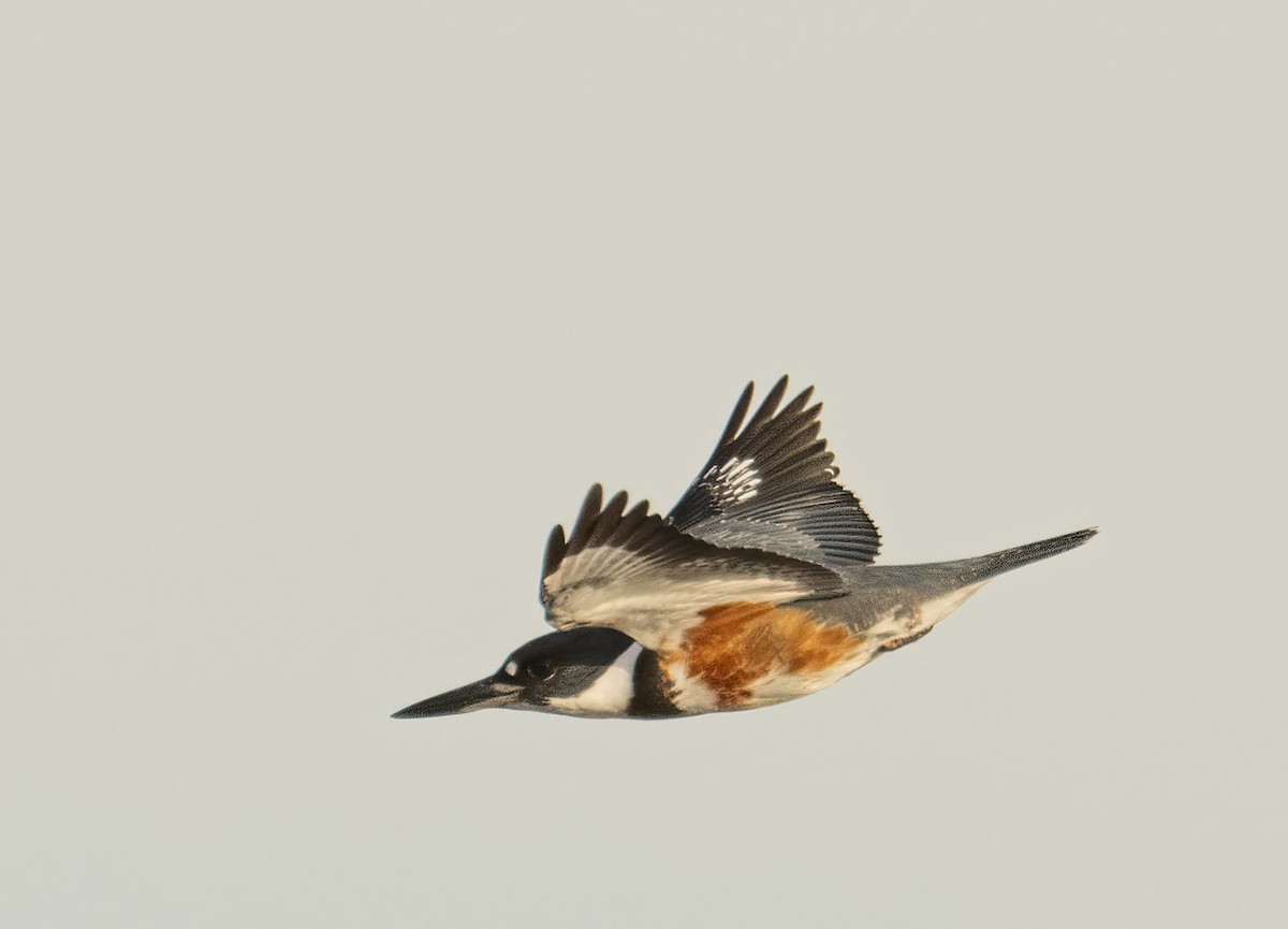 Belted Kingfisher - ML614535221
