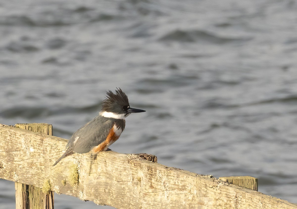Belted Kingfisher - ML614535222