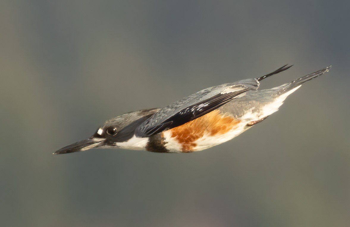 Belted Kingfisher - ML614535223