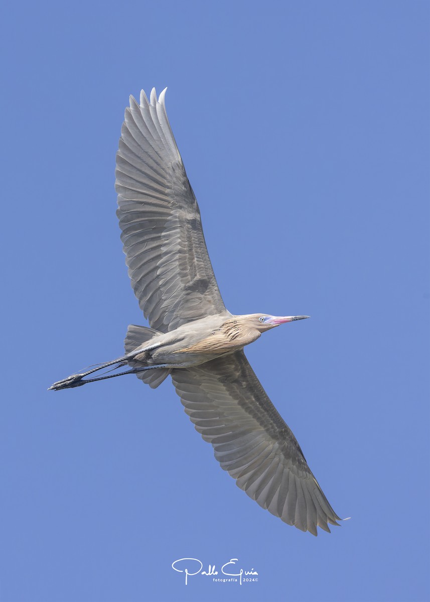 Reddish Egret - ML614535229