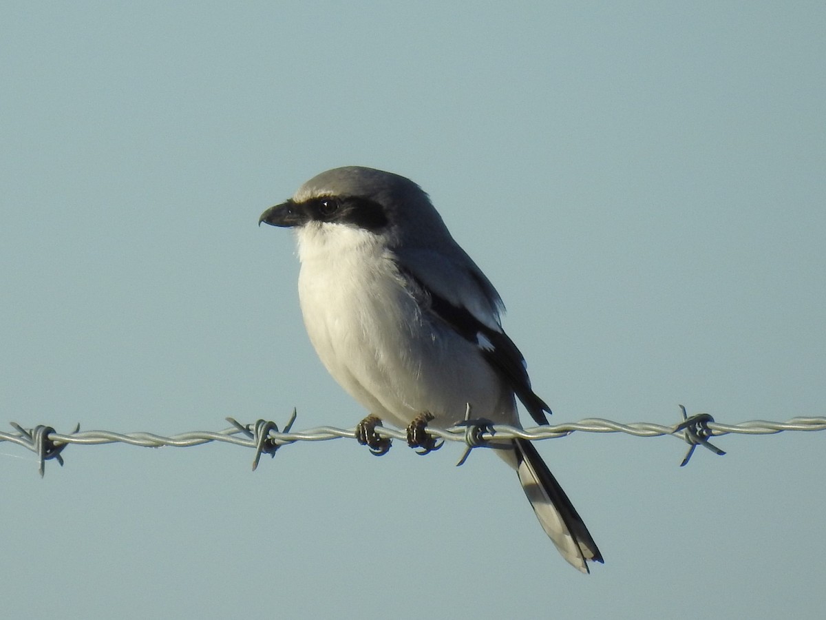 Loggerhead Shrike - Roger Massey