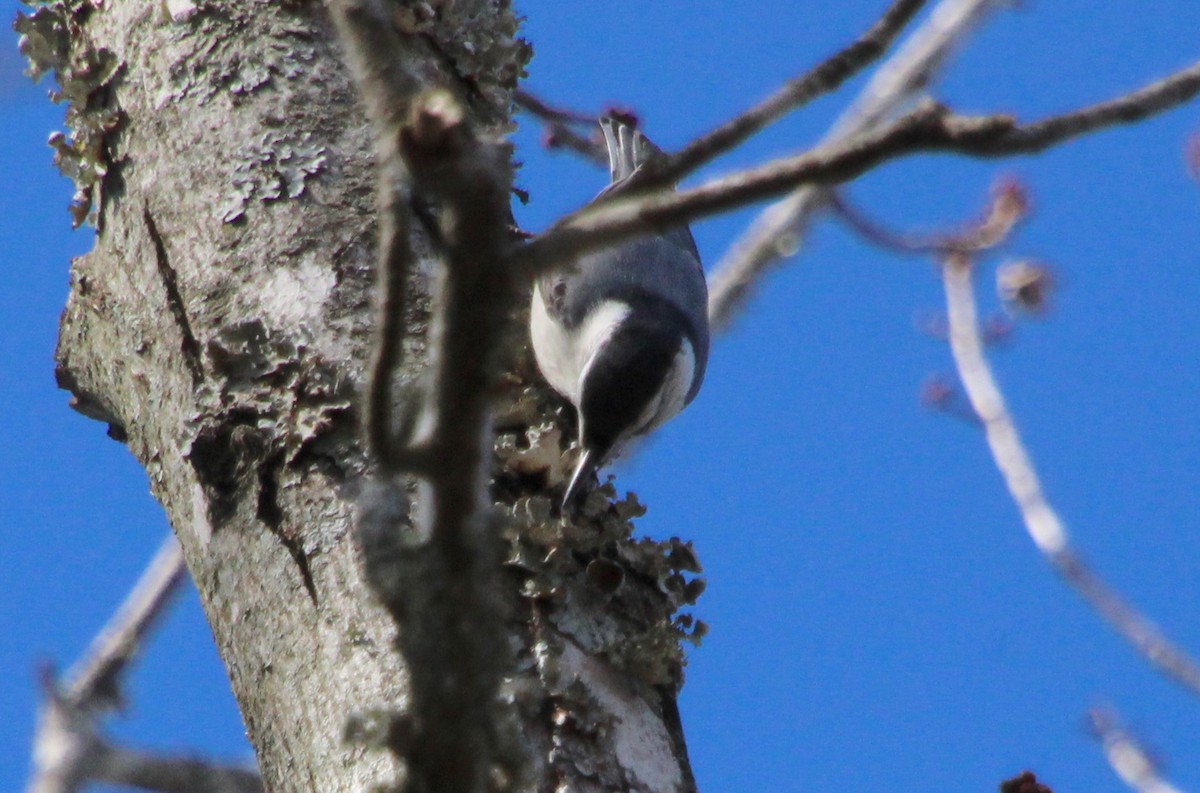 White-breasted Nuthatch - ML614535286