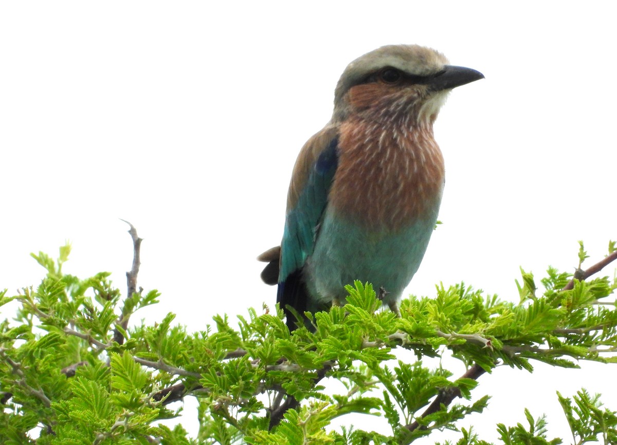 Lilac-breasted Roller - ML614535296