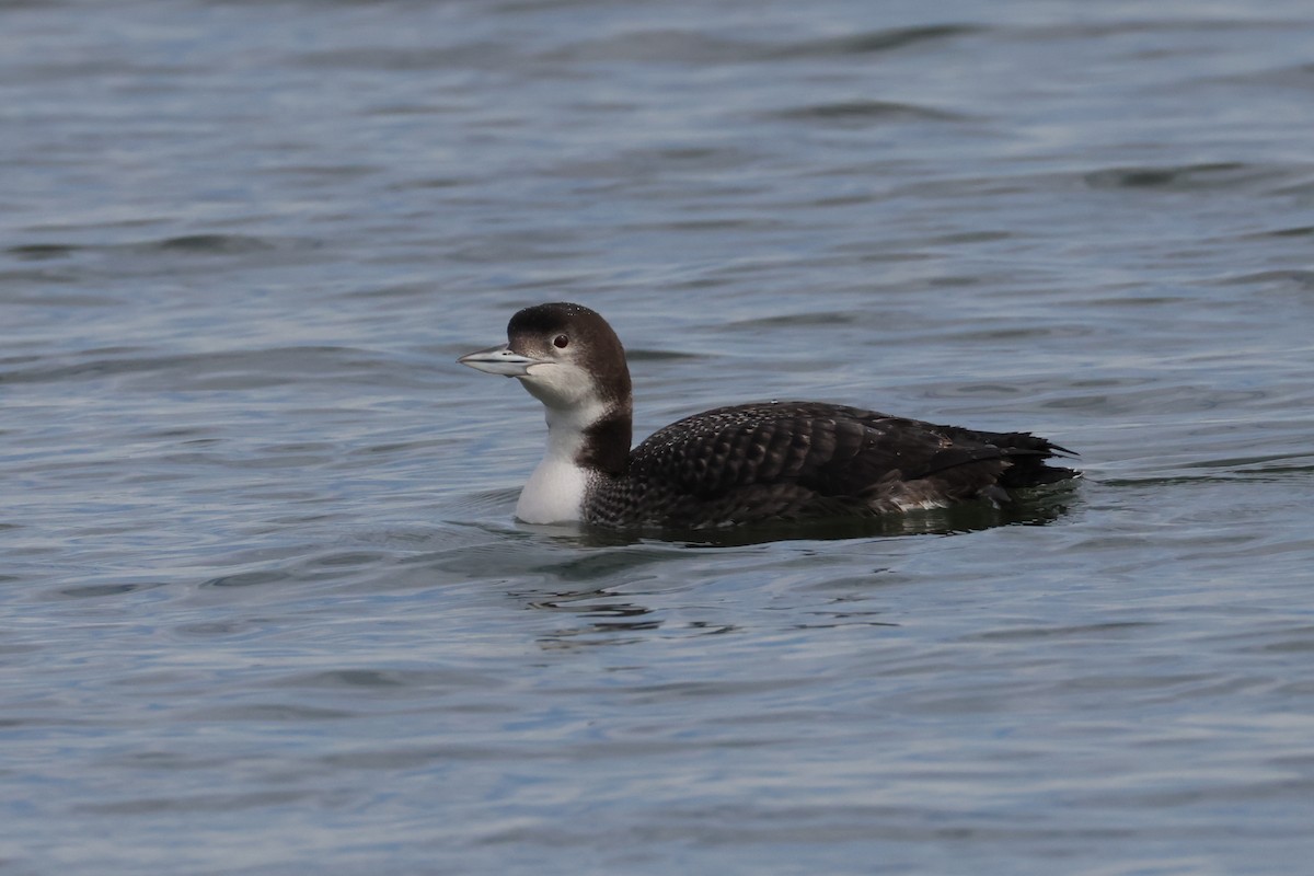Common Loon - ML614535306