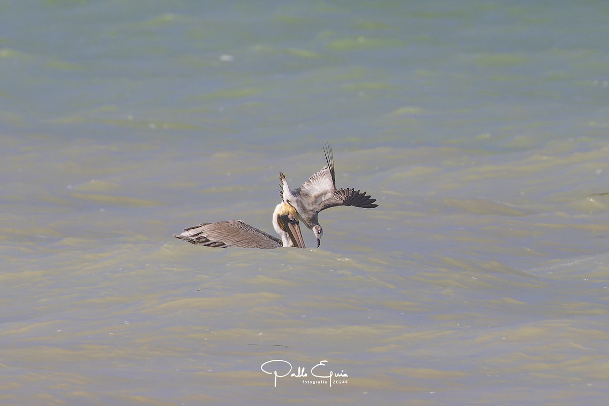 Brown Pelican - Pablo Eguia