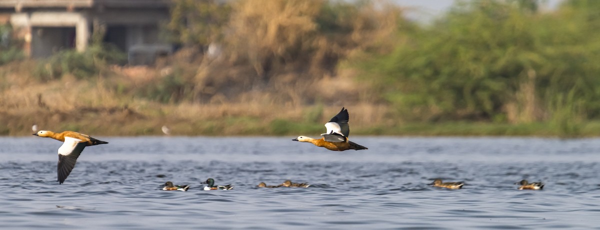 Ruddy Shelduck - ML614535348